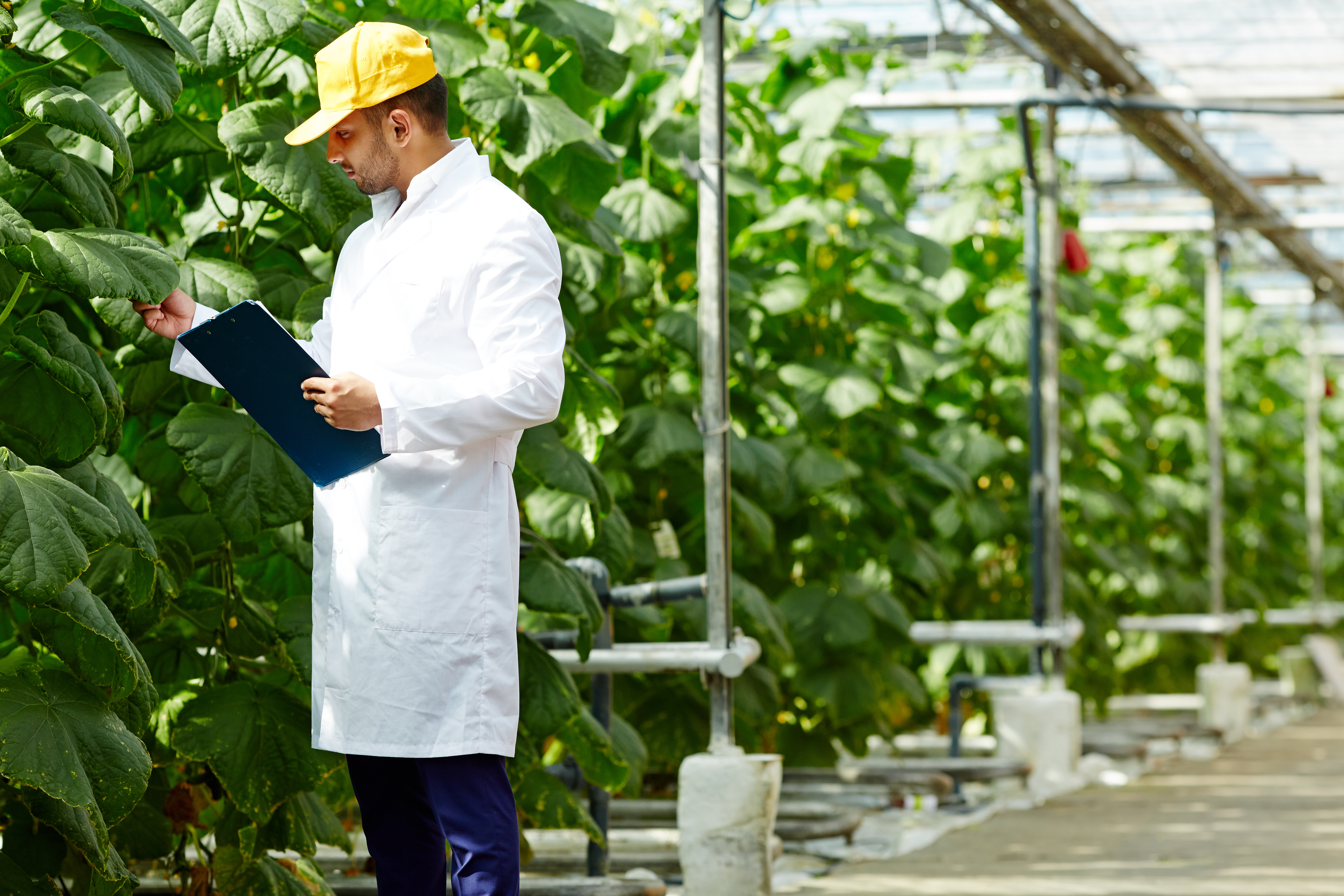 Young agro-engineer looking at foliage of cucumber plants while making research