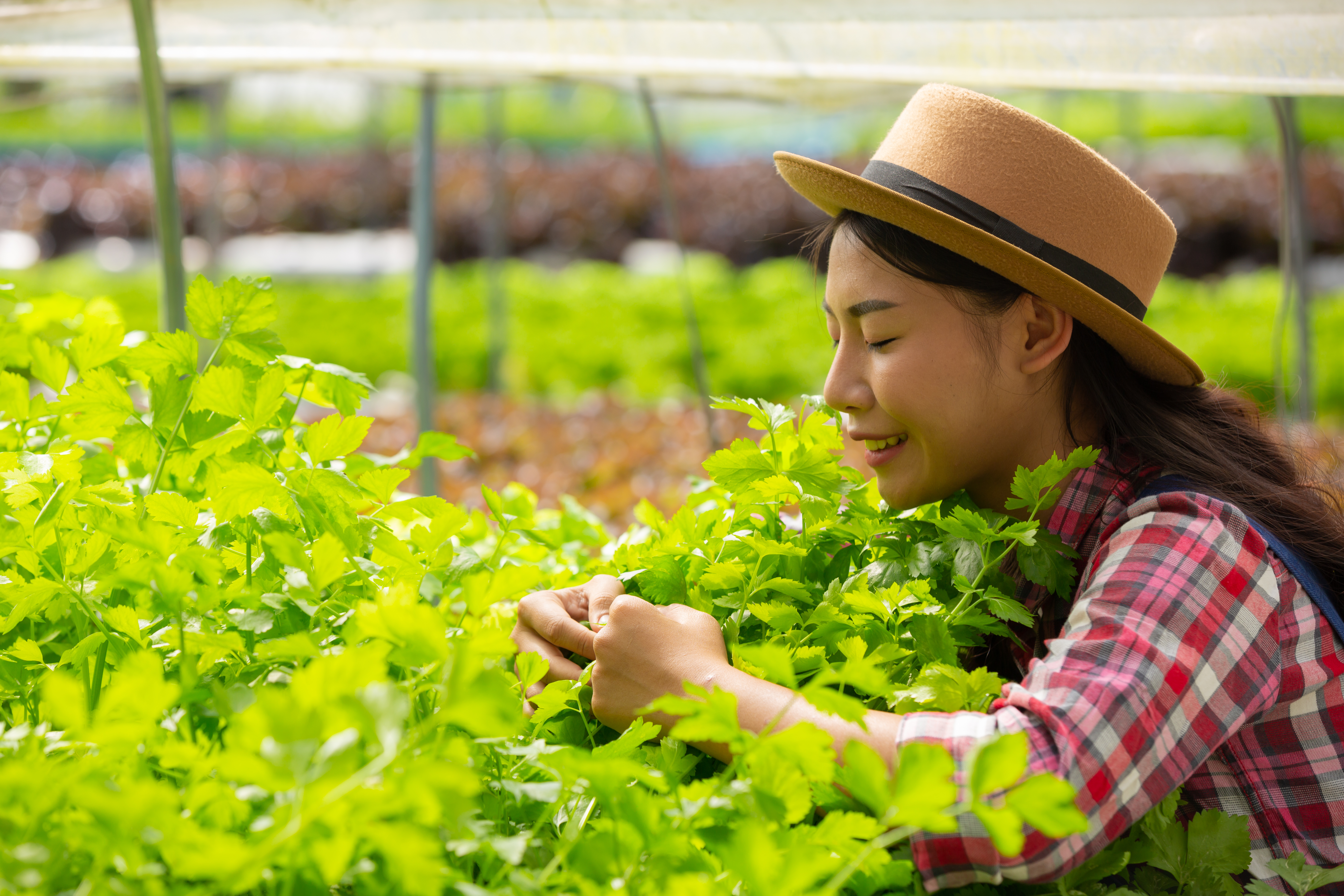 Hydroponics system, planting vegetables and herbs without using soil for health, Modern food and agricultural design concepts.